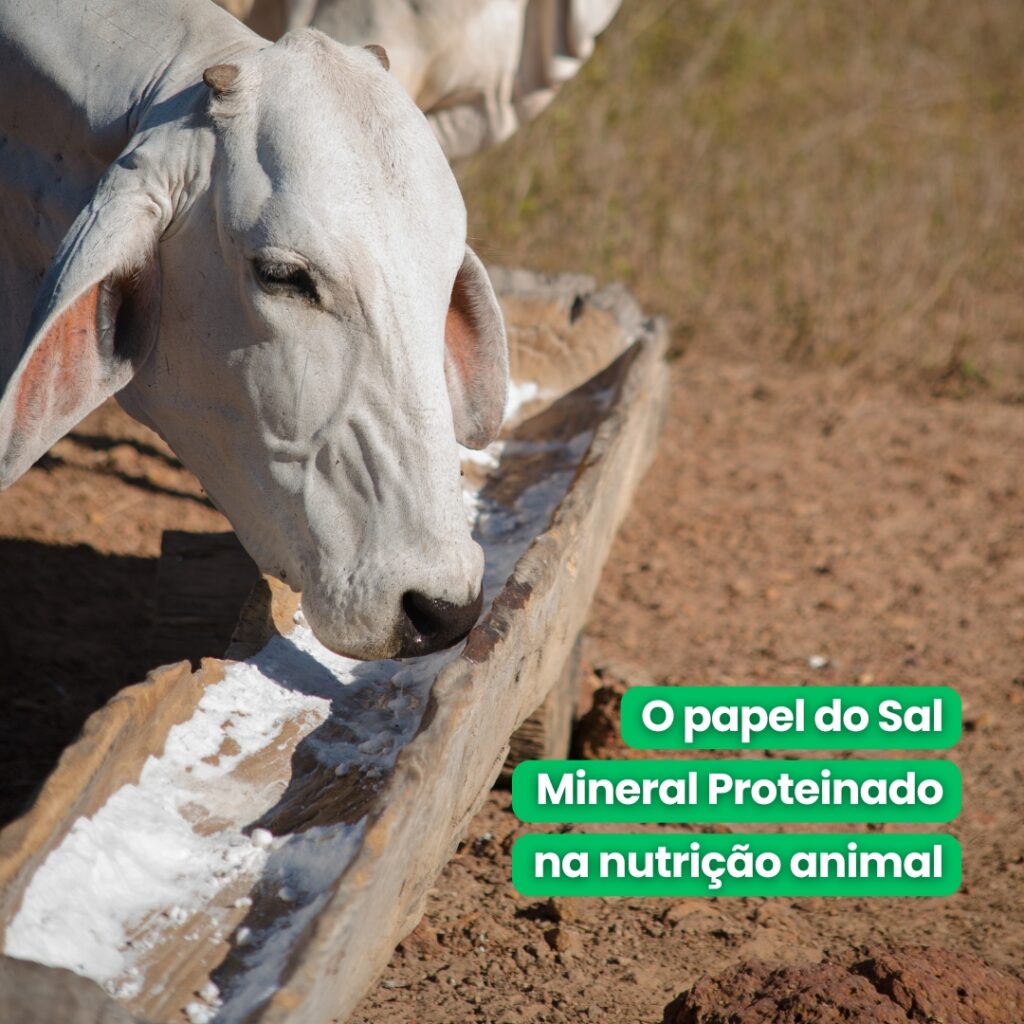 O papel do sal mineral na nutrição animal 2 Blog Branorte